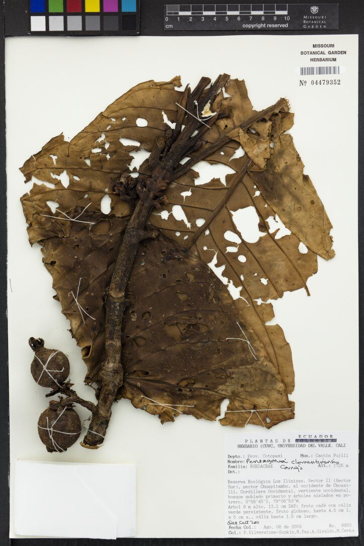Pentagonia clementinensis
