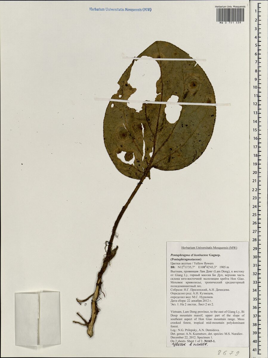 Pentaphragmataceae