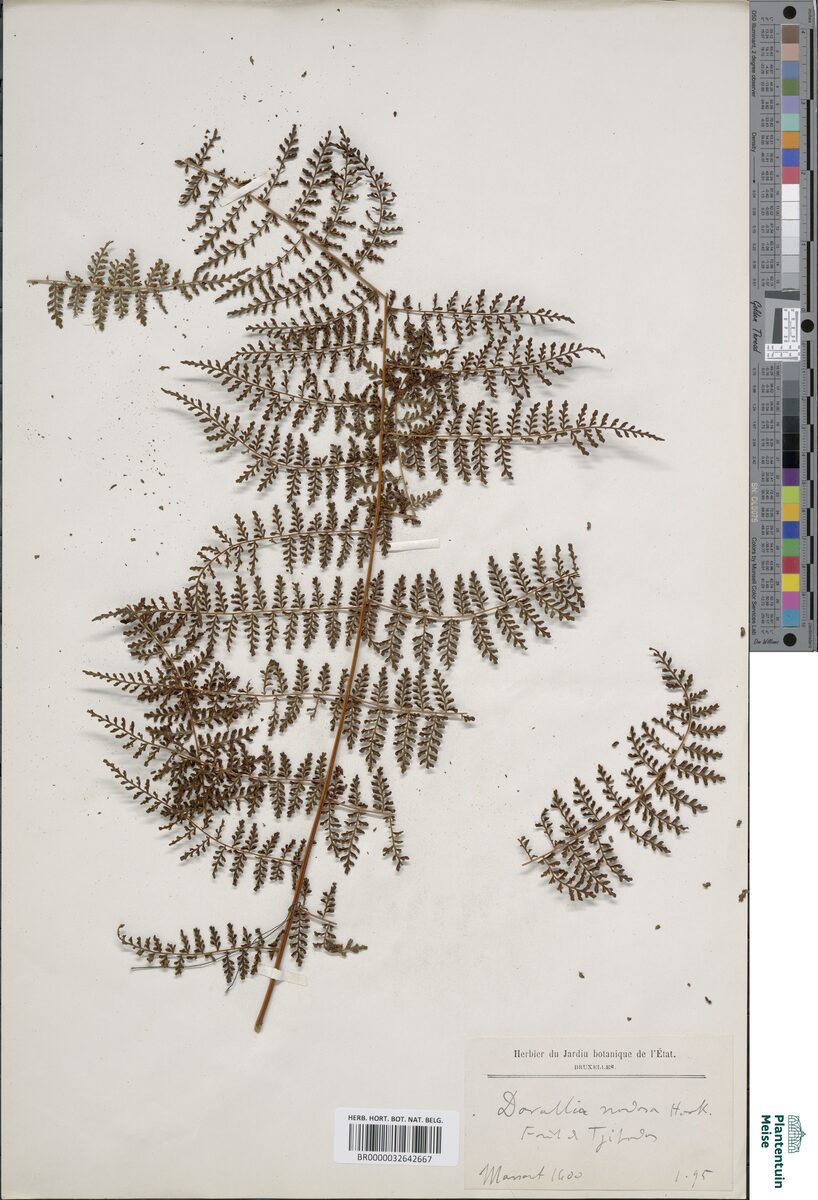 Peranema nodosum — photo