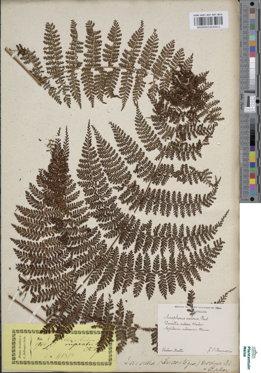 Peranema nodosum — photo