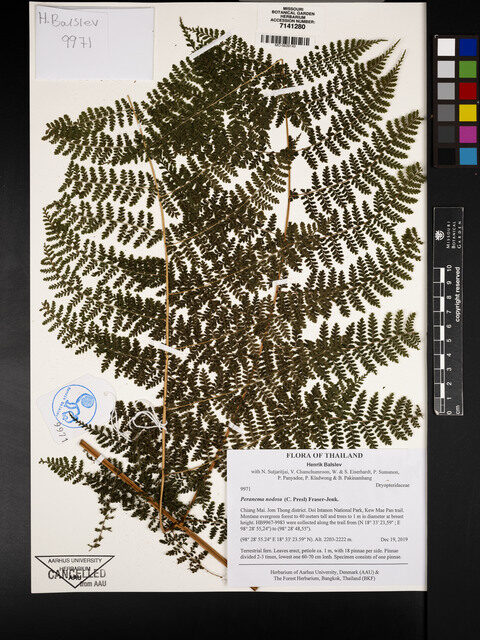 Peranema nodosum