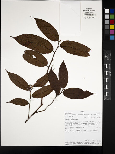 Perebea angustifolia — photo