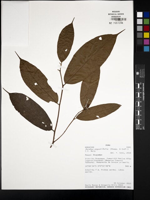 Perebea angustifolia — photo