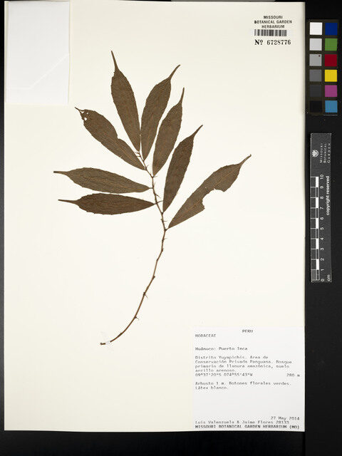 Perebea angustifolia