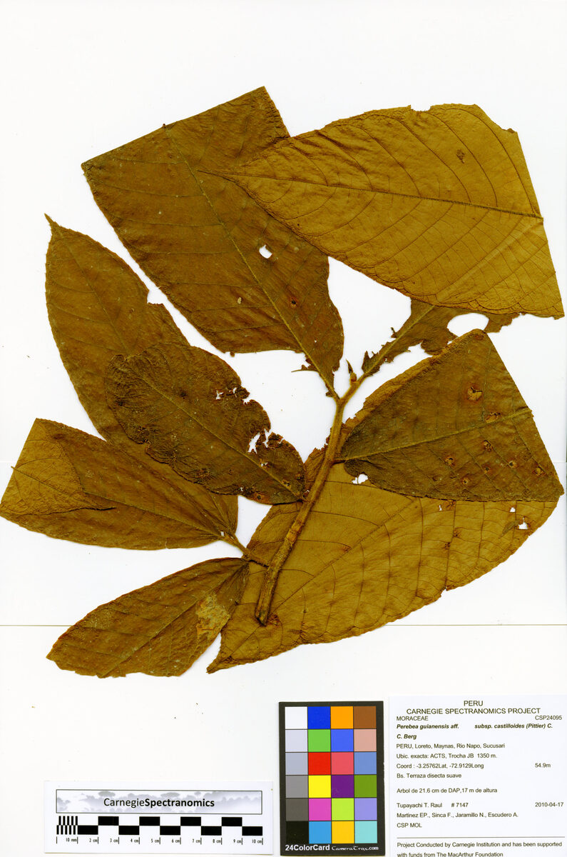 Perebea guianensis subsp. castilloides (Castillo guianas perebea) — photo