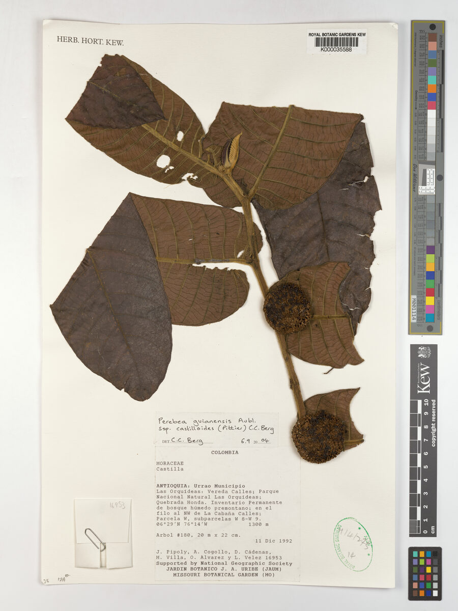 Perebea guianensis subsp. castilloides (Castillo guianas perebea) — photo