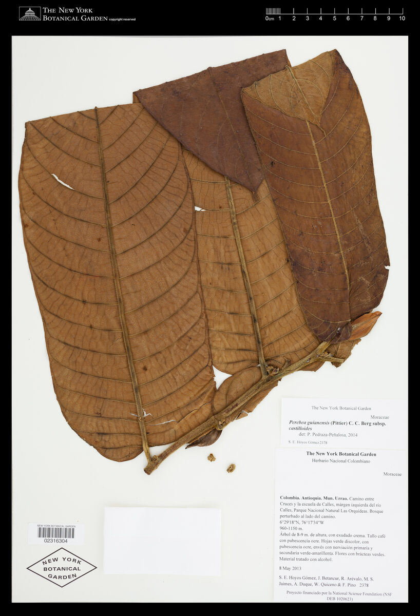 Perebea guianensis subsp. castilloides