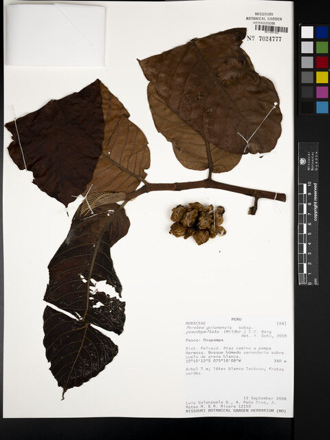 Perebea guianensis subsp. pseudopeltata (Falsepeltate guianas perebea) — photo