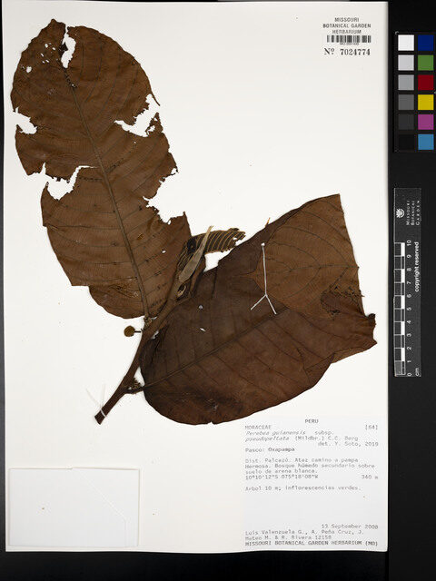 Perebea guianensis subsp. pseudopeltata (Falsepeltate guianas perebea) — photo