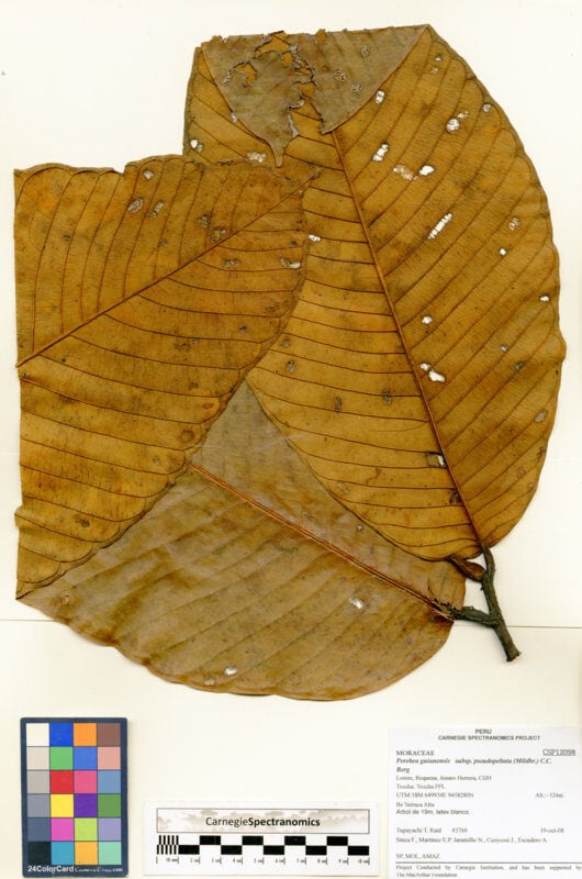 Perebea guianensis subsp. pseudopeltata
