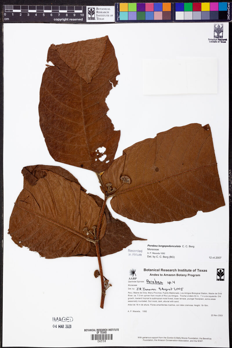 Perebea longepedunculata (Longpeduncle perebea) — photo