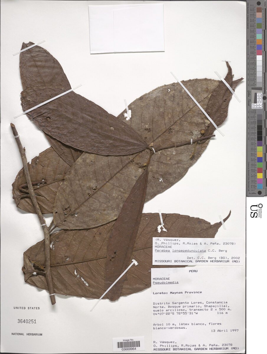 Perebea longepedunculata (Longpeduncle perebea) — photo