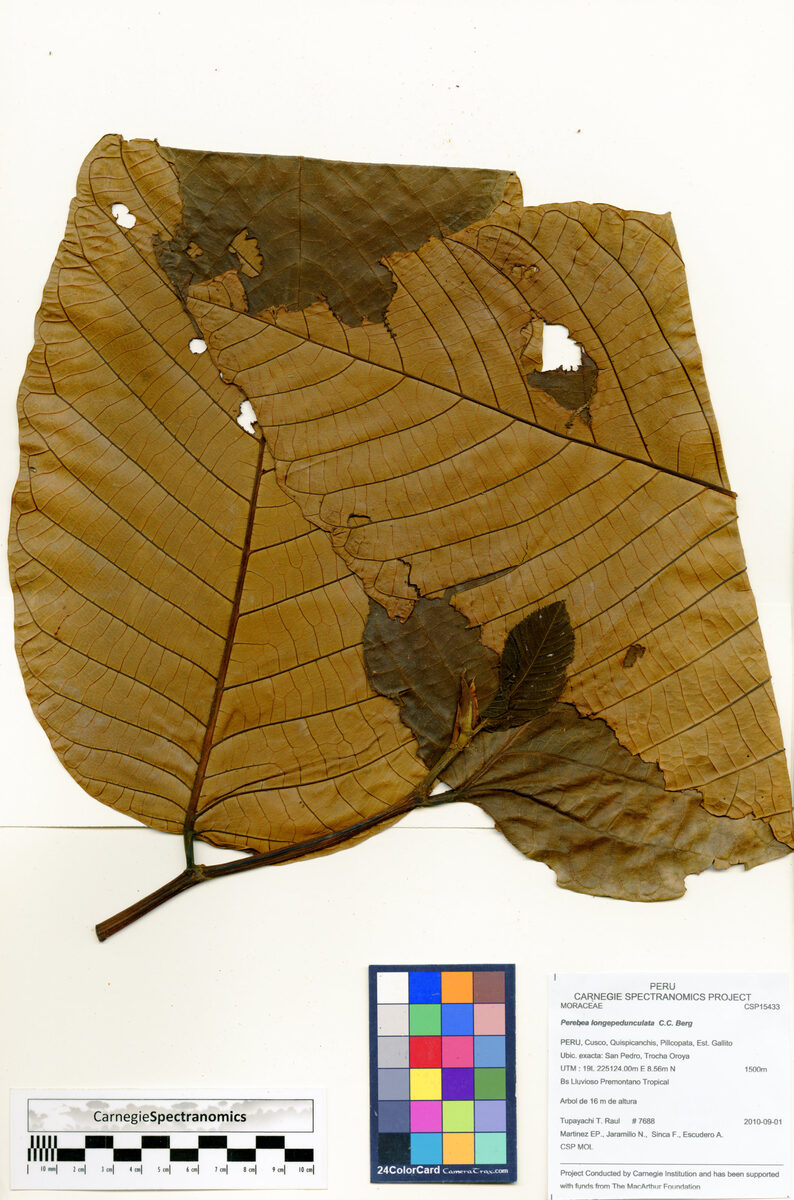 Perebea longepedunculata