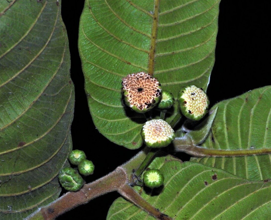 Perebea tessmannii (Tassmann perebea) — photo