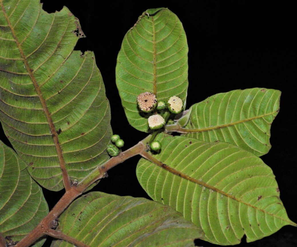 Perebea tessmannii (Tassmann perebea) — photo