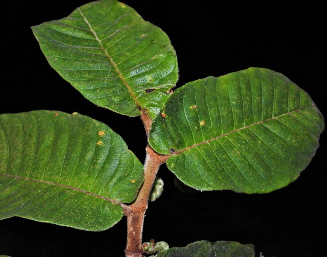 Perebea tessmannii