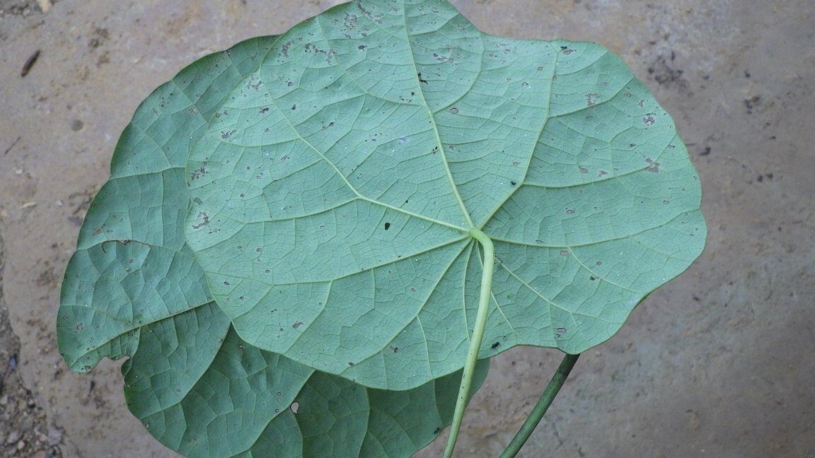 Perichasma laetificata — photo