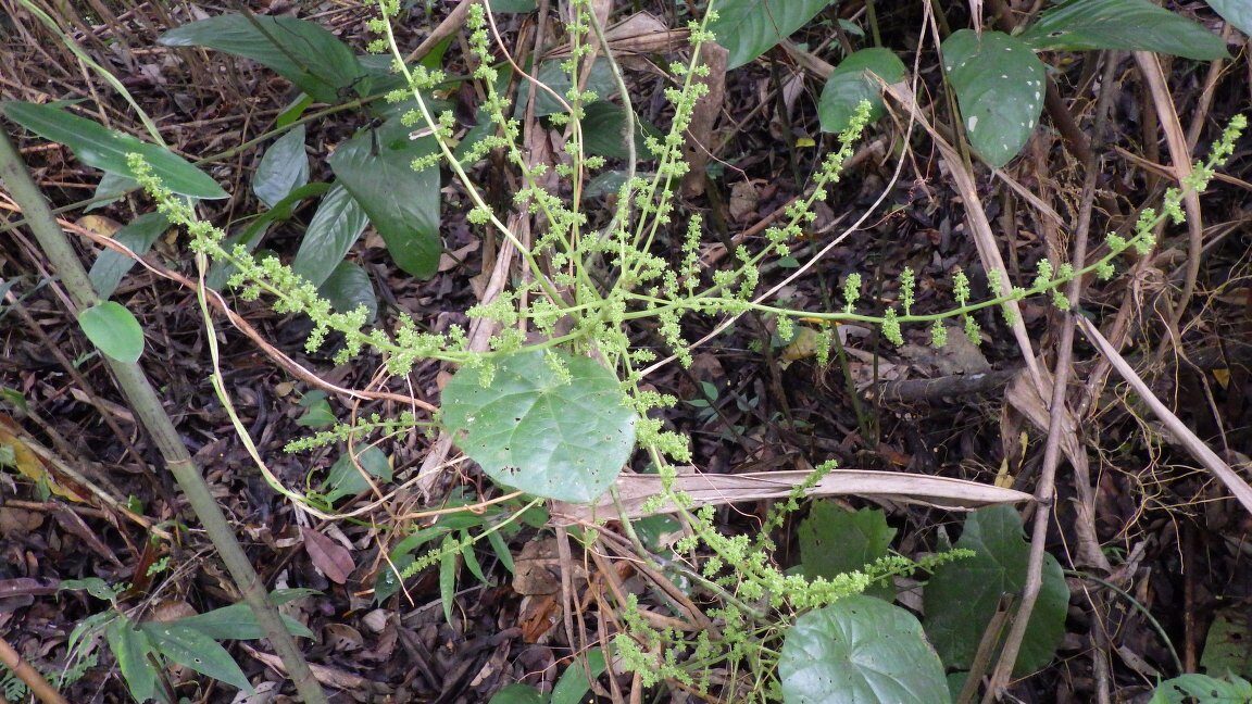 Perichasma laetificata — photo