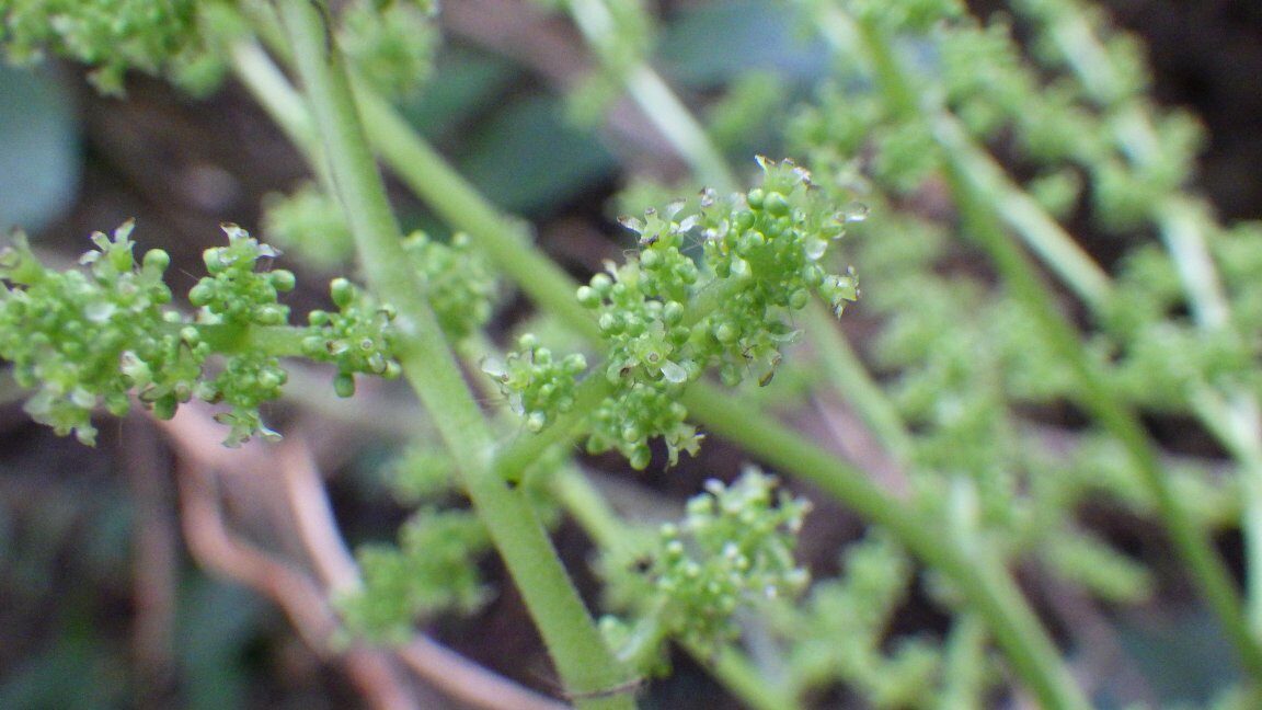 Perichasma laetificata