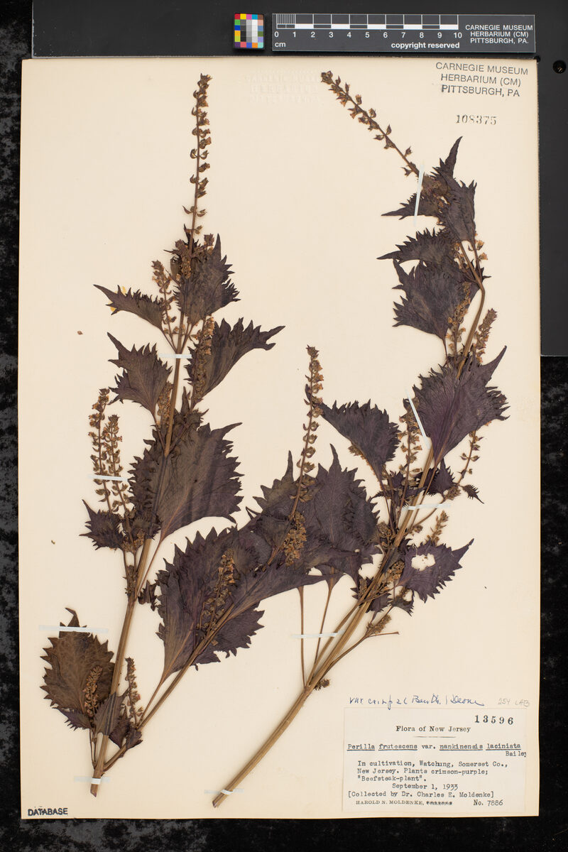 Perilla frutescens nankinensis - (Lour.)Britton.