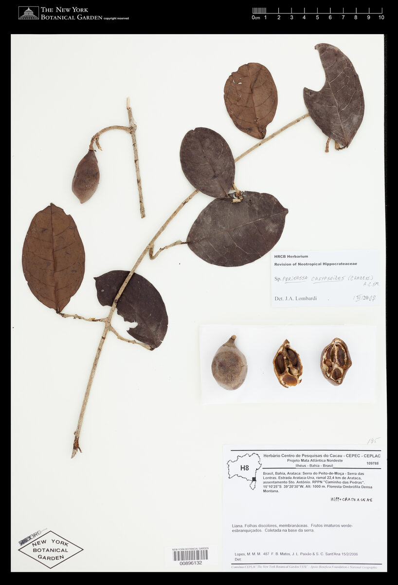 Peritassa calypsoides — photo