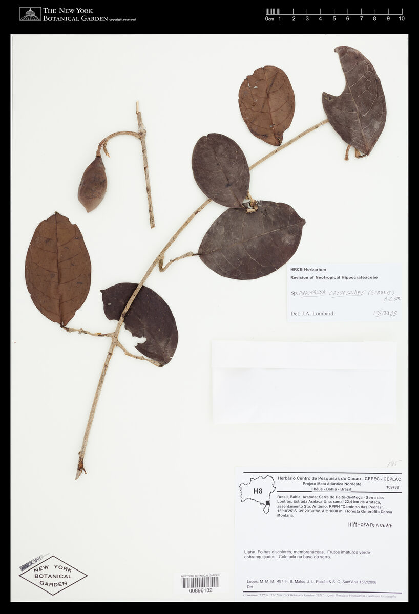 Peritassa calypsoides
