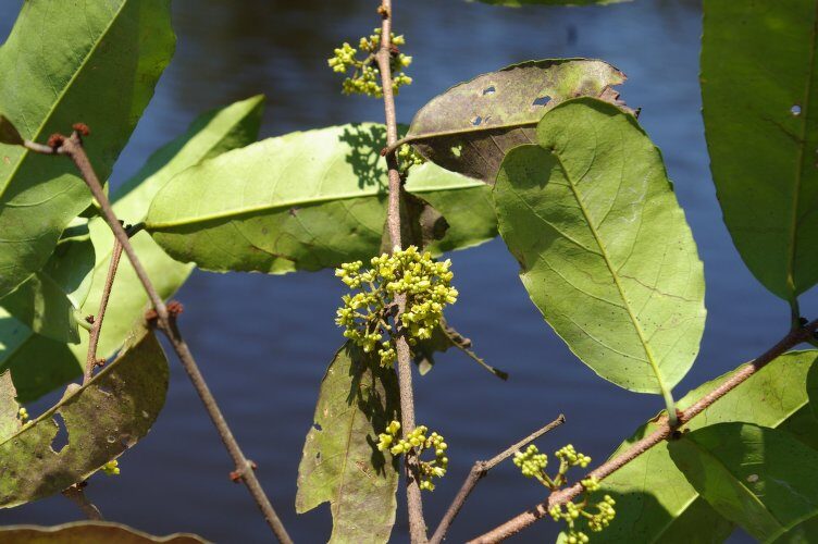 Peritassa dulcis (Mild peritassa) — photo