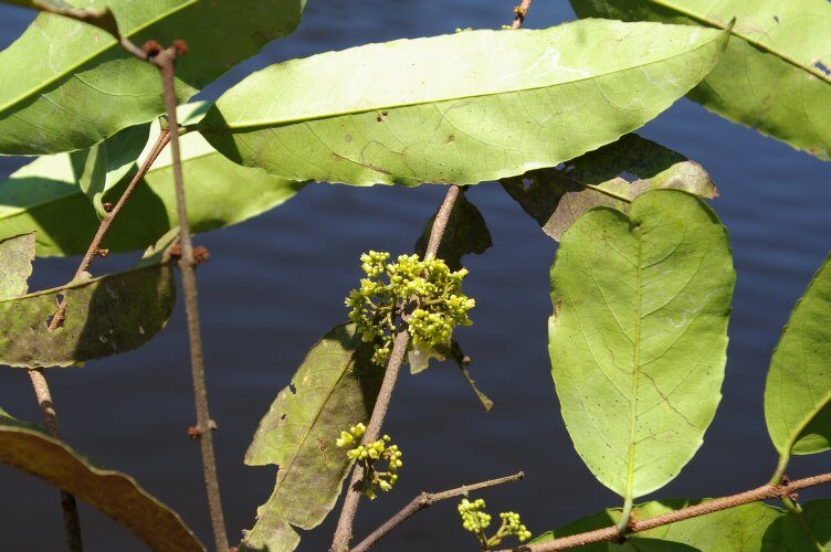 Peritassa dulcis (Mild peritassa) — photo