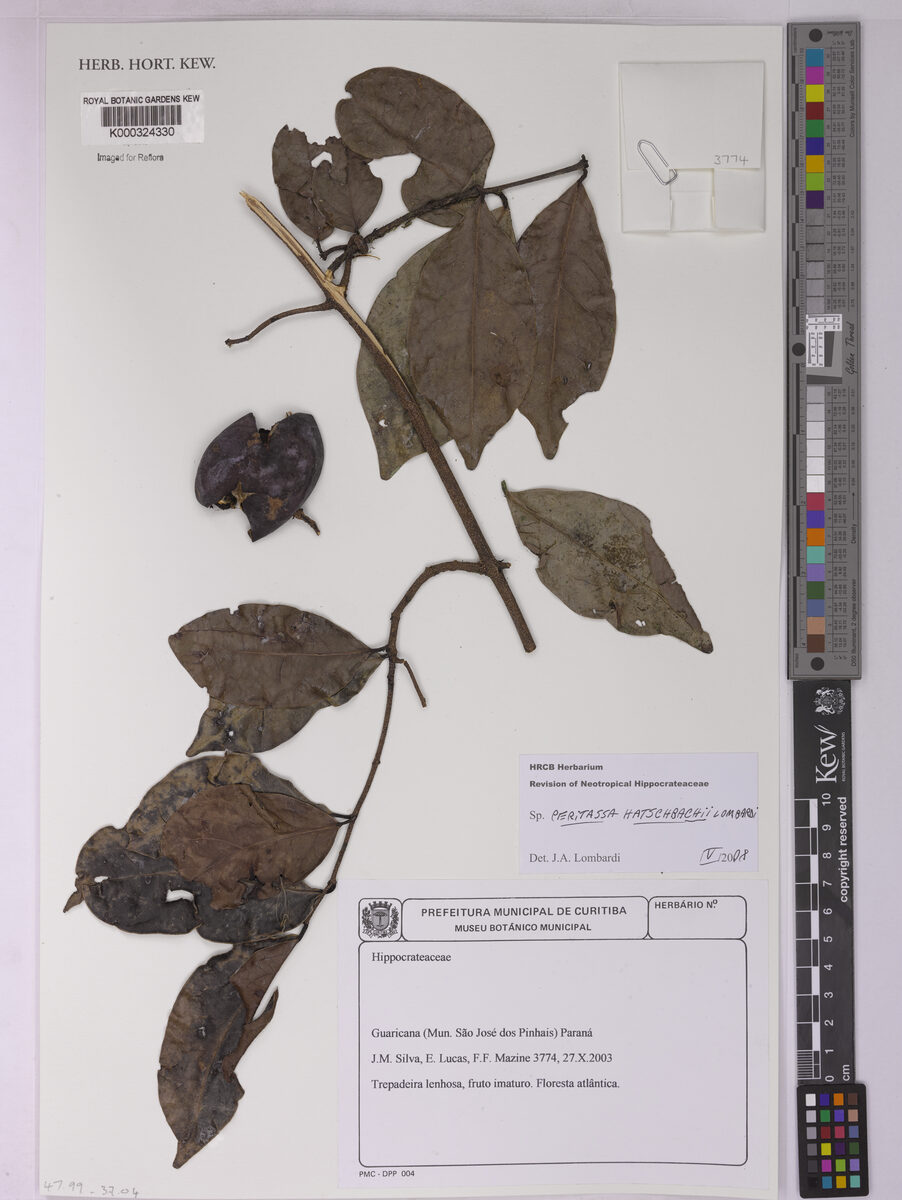 Peritassa hatschbachii