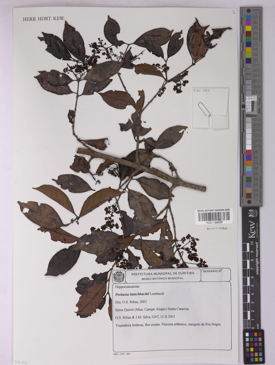 Peritassa hatschbachii (Saputa pera) — photo