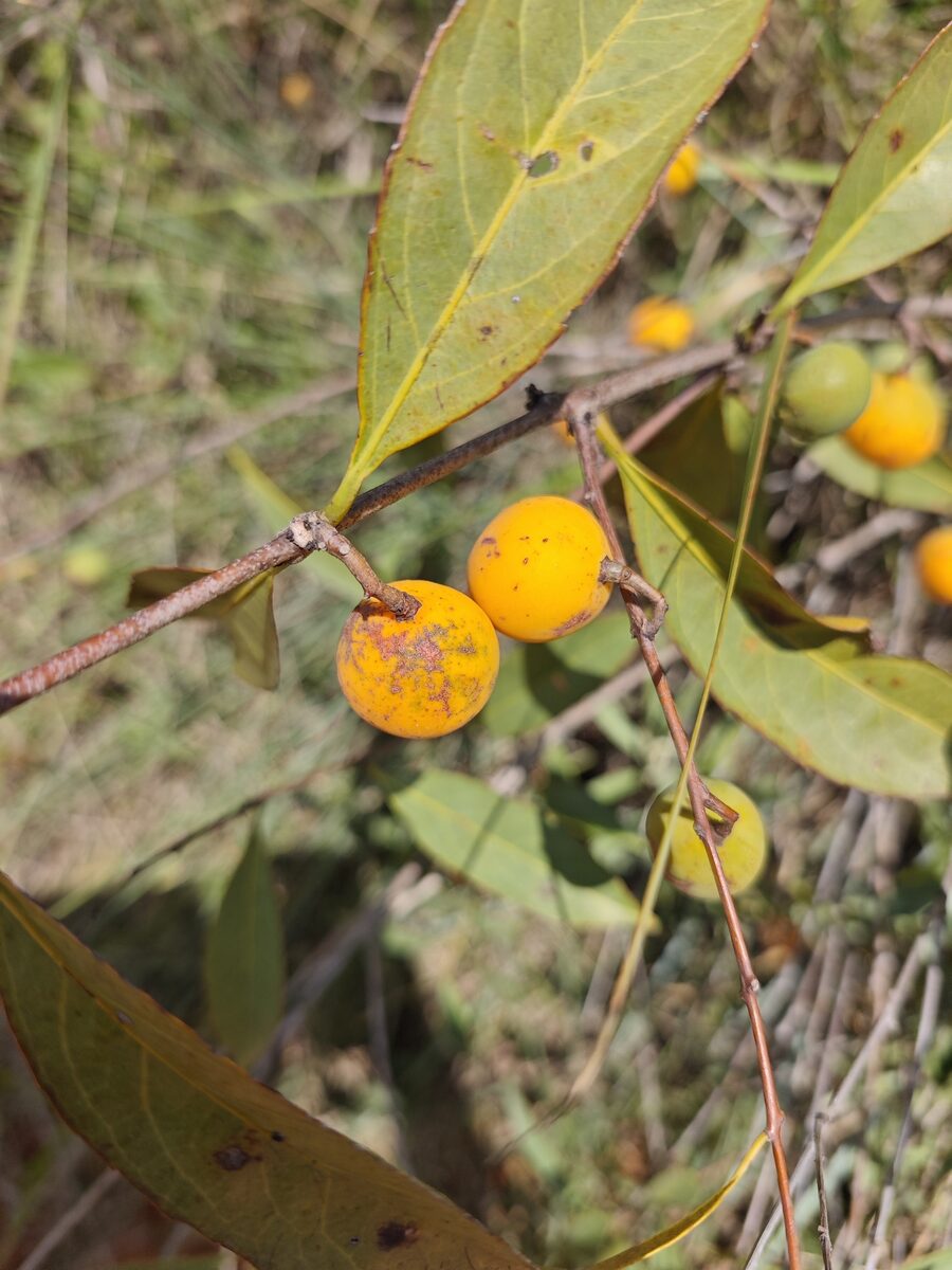 Peritassa spp — photo