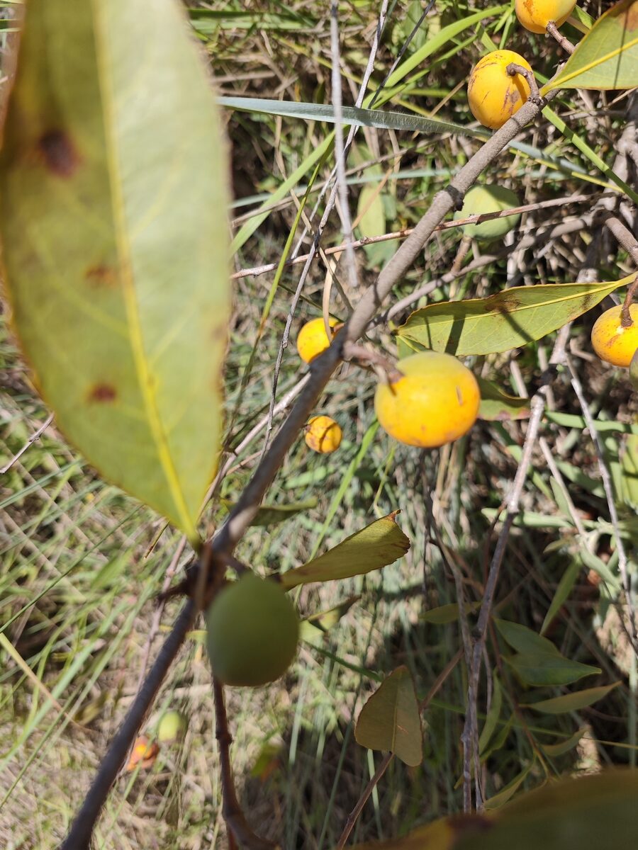 Peritassa spp — photo