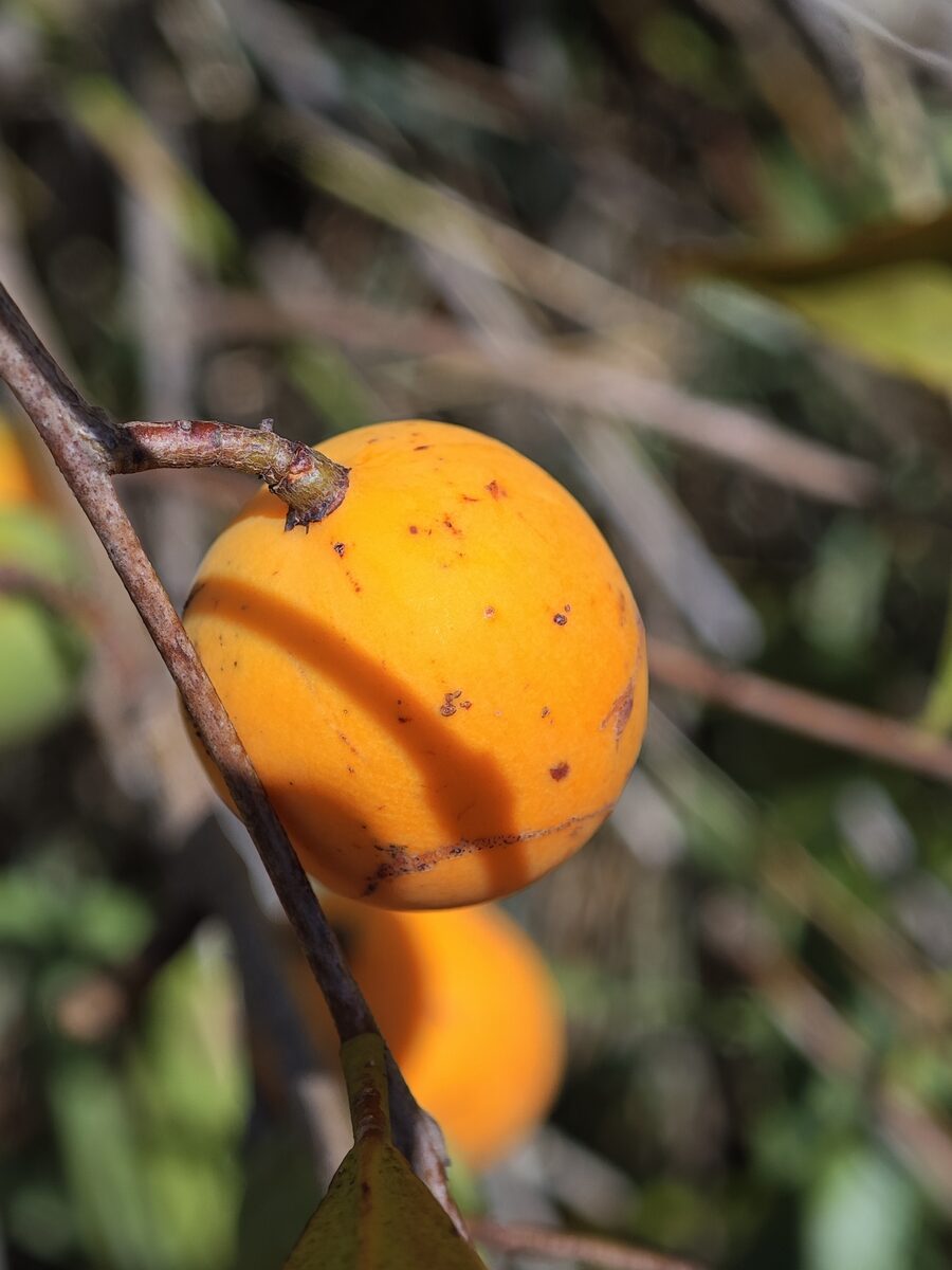 Peritassa spp