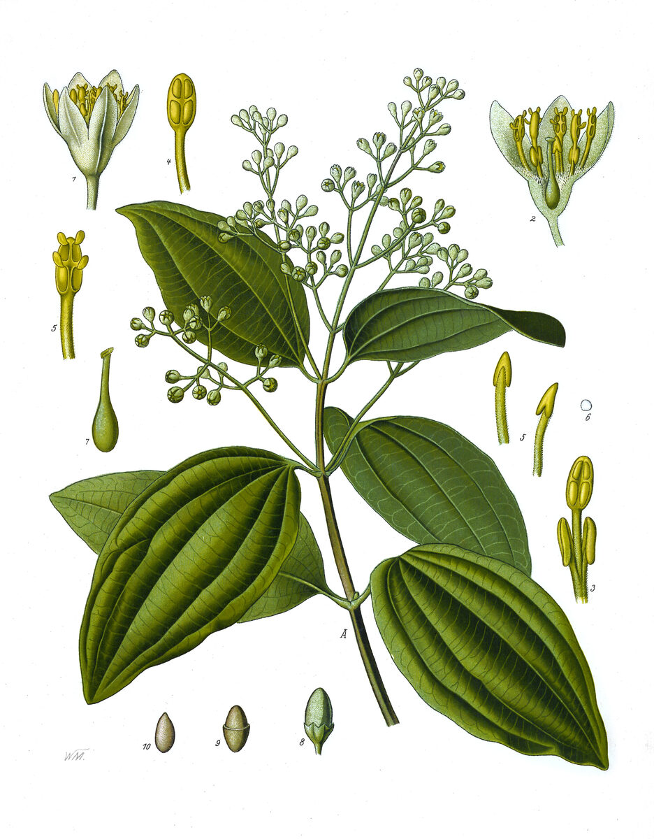 Persea nudigemma (Napo persea) — photo