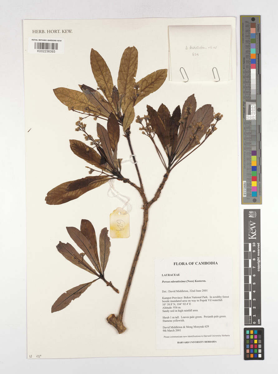 Persea odoratissima — photo