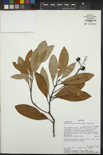 Persea odoratissima