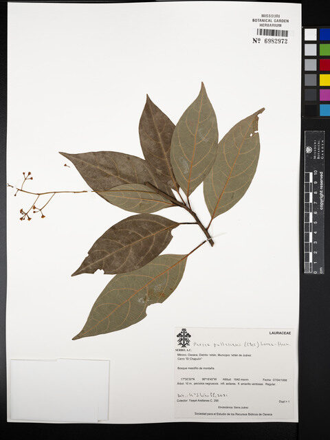 Persea pallescens — photo