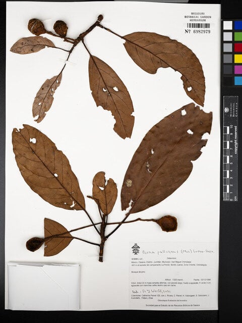Persea pallescens — photo