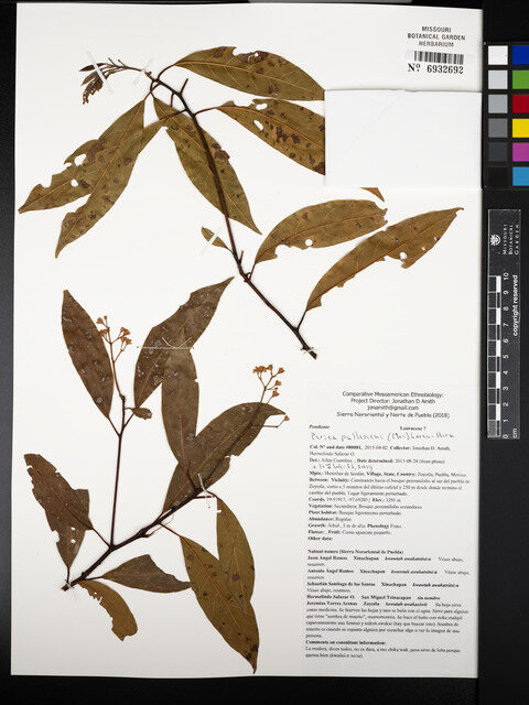 Persea pallescens