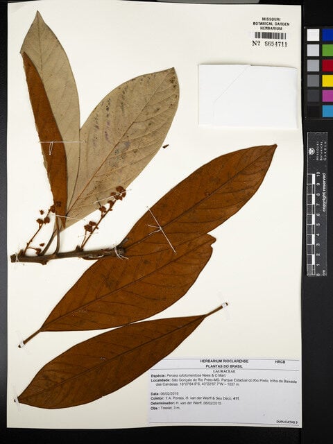 Persea rufotomentosa (Rusty persea) — photo