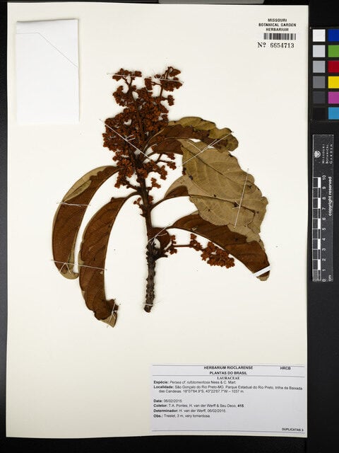 Persea rufotomentosa (Rusty persea) — photo