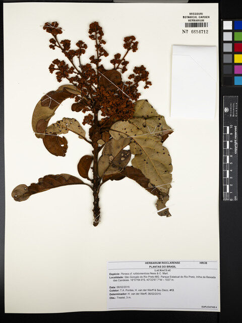 Persea rufotomentosa