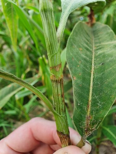 Persicaria attenuata (Watersmart weed) — photo