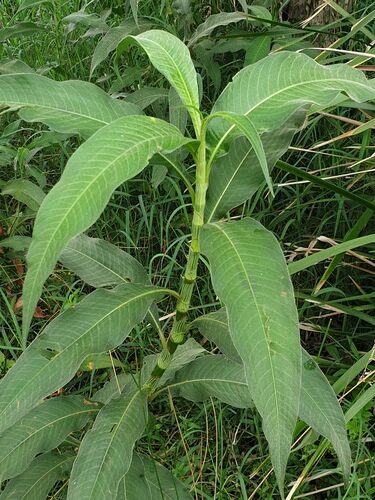 Persicaria attenuata