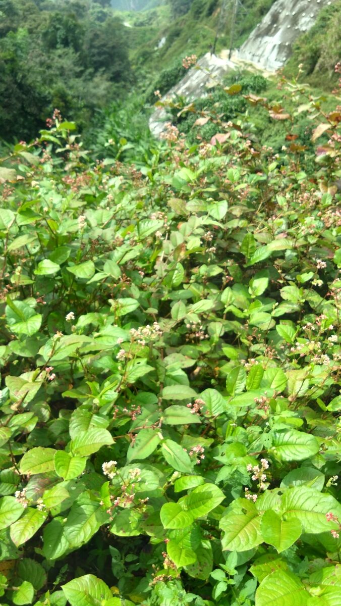 Persicaria chinensis var. ovalifolia (Tuthiku) — photo