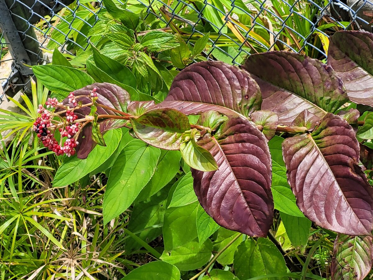 Persicaria chinensis var. ovalifolia (Tuthiku) — photo