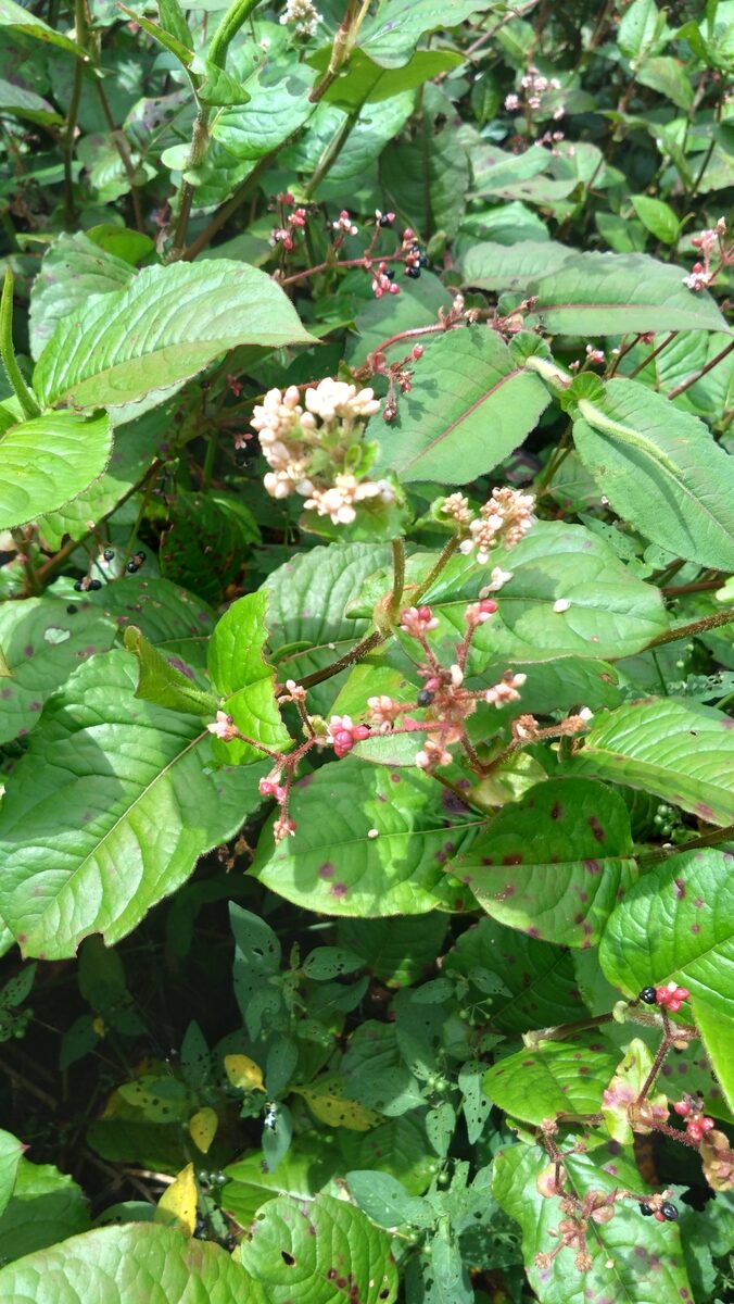 Persicaria chinensis var. ovalifolia