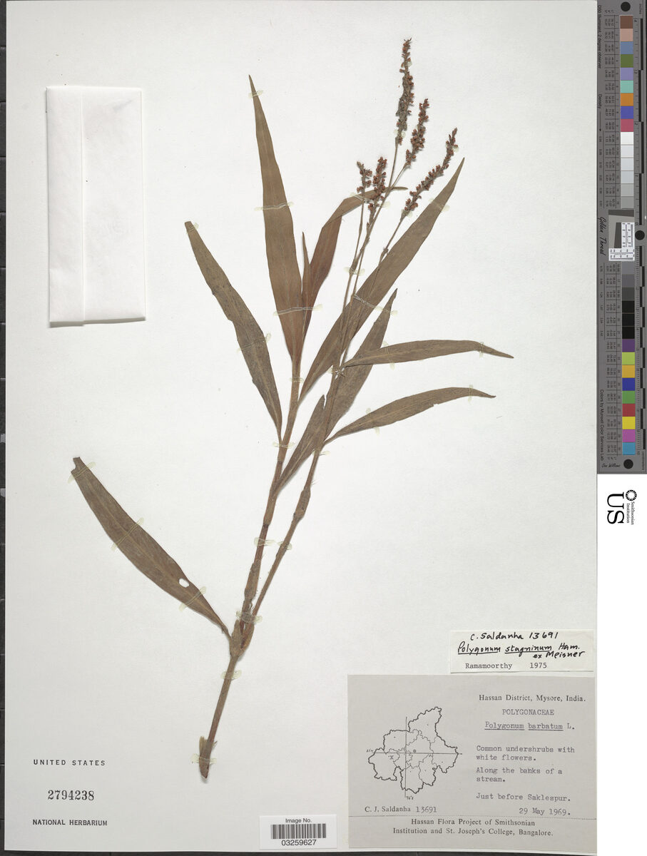 Persicaria stagnina (Ratooti sag) — photo