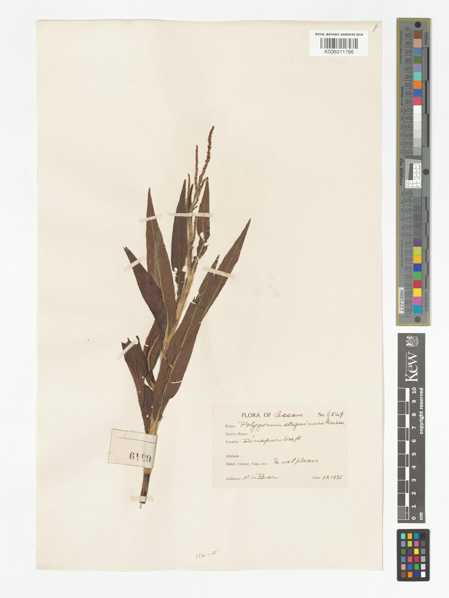 Persicaria stagnina (Ratooti sag) — photo