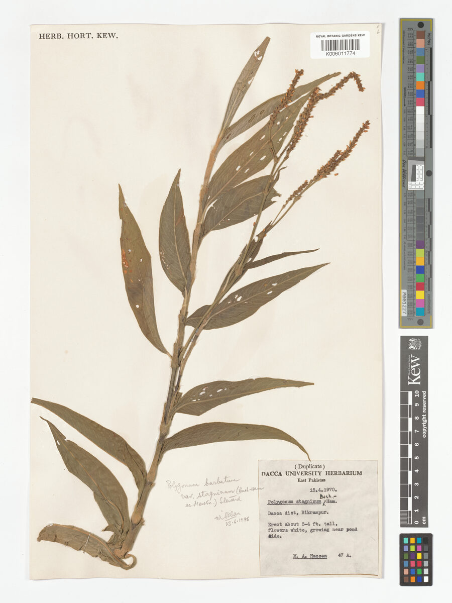Persicaria stagnina